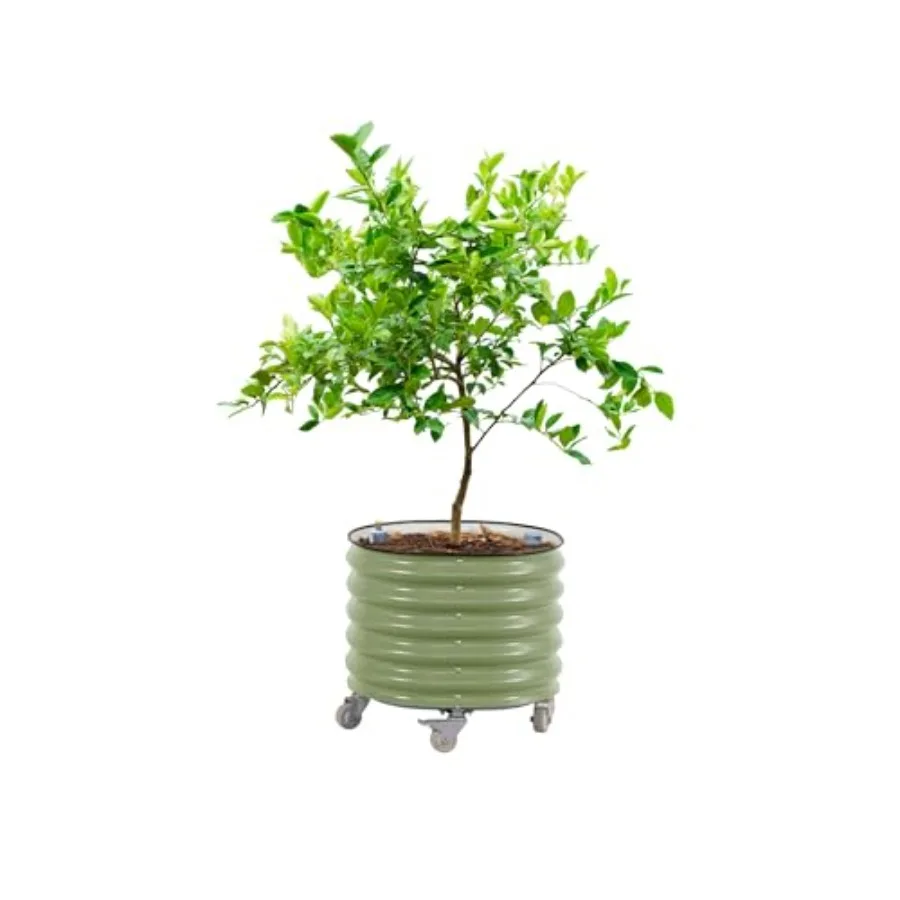 Rolling Citrus Tree Planter Ge - Self-Watering Planter review and price